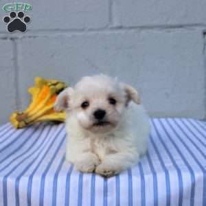 Silas, Maltese Puppy